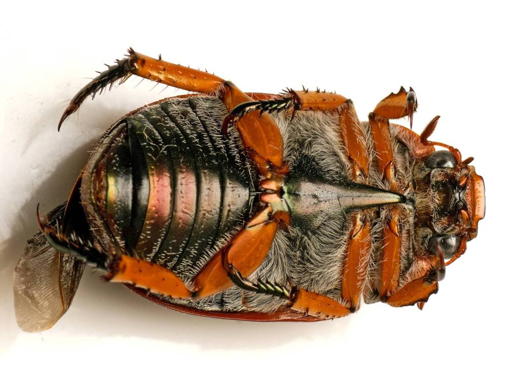 Anoplognathus porosus (Washerwoman), Watson ACT © Tony Eales