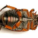Anoplognathus porosus (Washerwoman), Watson ACT © Tony Eales