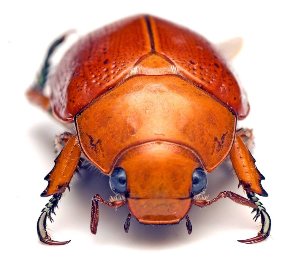 Anoplognathus porosus (Washerwoman), Watson ACT © Tony Eales
