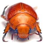 Anoplognathus porosus (Washerwoman), Watson ACT © Tony Eales