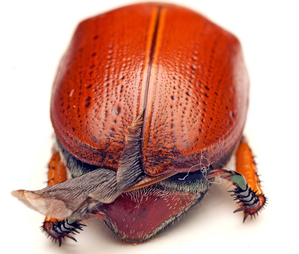 Anoplognathus porosus (Washerwoman), Watson ACT © Tony Eales