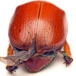 Anoplognathus porosus (Washerwoman), Watson ACT © Tony Eales