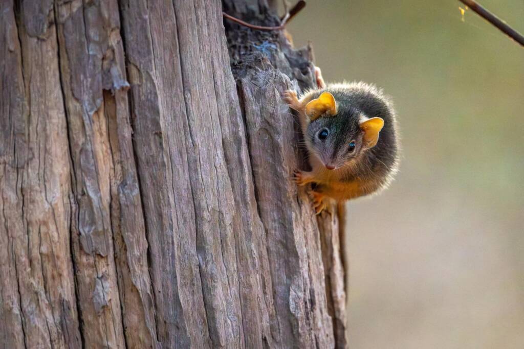 Yellow-Footed Antechinus (Antechinus flavipes), Bendigo Regional Park VIC © Mal Whitehead