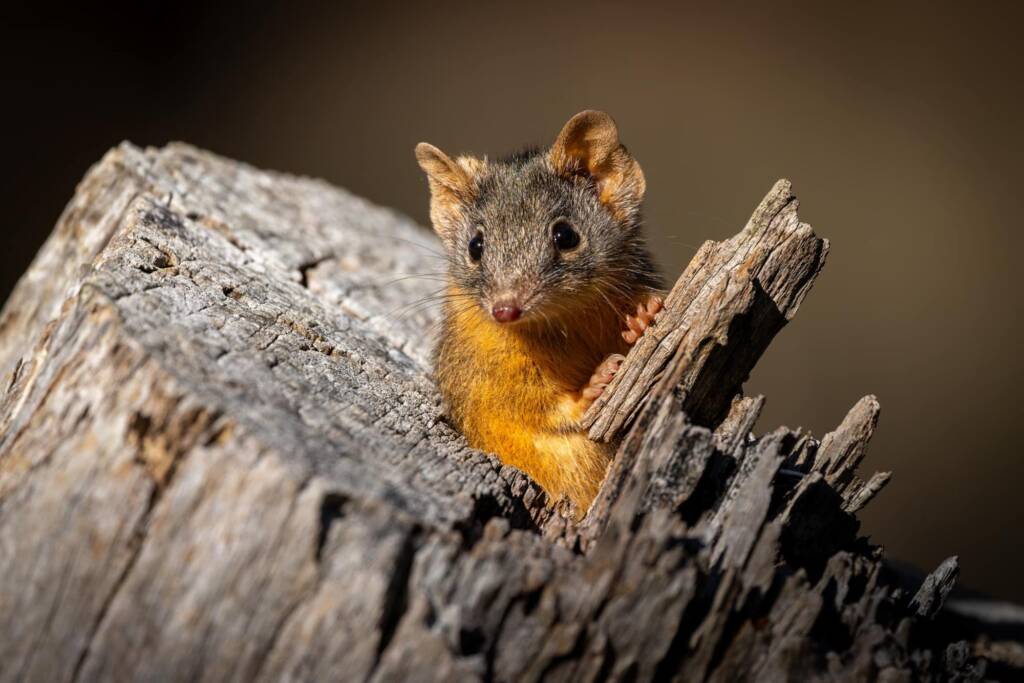 Yellow-Footed Antechinus (Antechinus flavipes), Bendigo Regional Park VIC © Mal Whitehead