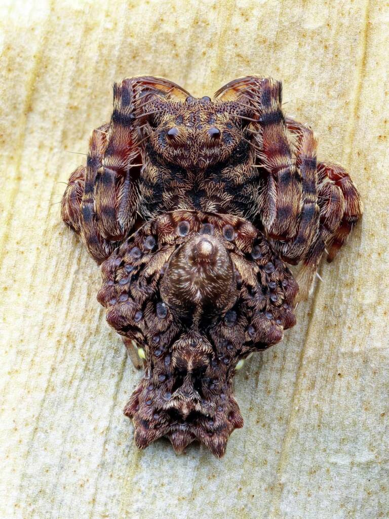 Arkys alticephala, Narara NSW © Michael Doe