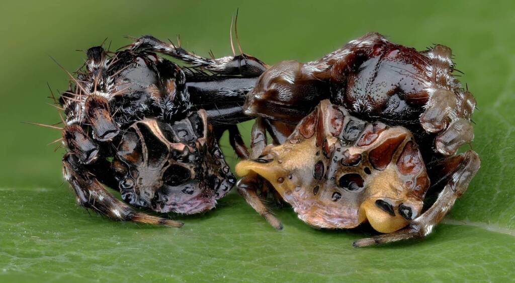 Arkys curtulus (male and female), Narara NSW © Michael Doe