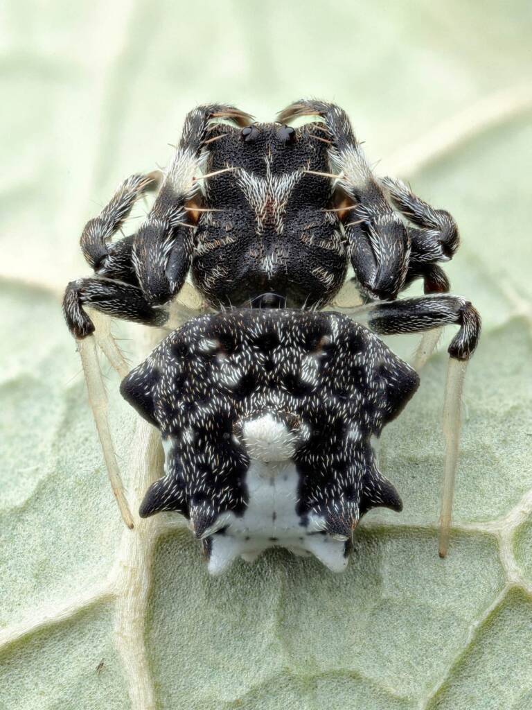 Arkys dilatatus, Narara NSW © Michael Doe