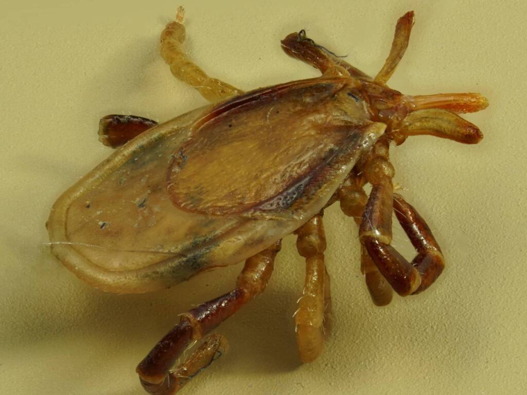 Australian Paralysis Tick (Ixodes holocyclus), Maloneys Beach NSW © Phil Warburton