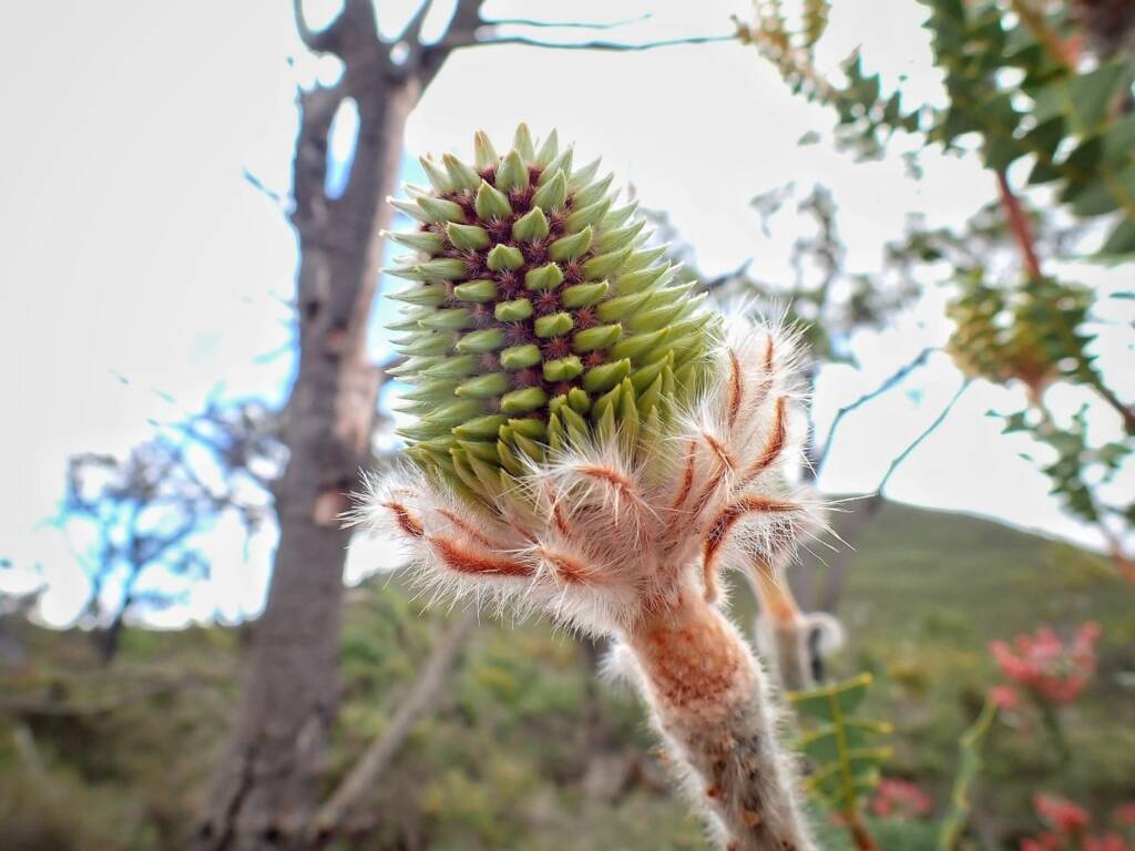 Banksia baxteri (Baxter's Banksia), Stirling Range National Park WA © Terry Dunham