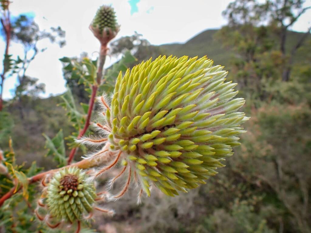 Banksia baxteri (Baxter's Banksia), Stirling Range National Park WA © Terry Dunham