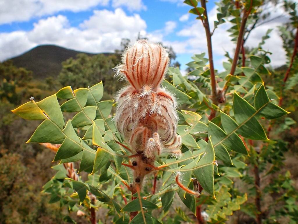 Banksia baxteri (Baxter's Banksia), Stirling Range National Park WA © Terry Dunham