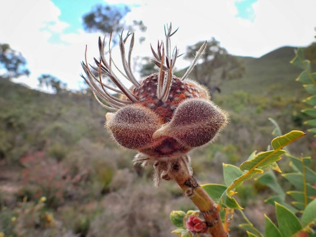 Banksia baxteri (Baxter's Banksia), Stirling Range National Park WA © Terry Dunham