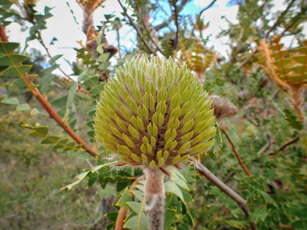 Banksia baxteri (Baxter's Banksia), Stirling Range National Park WA © Terry Dunham