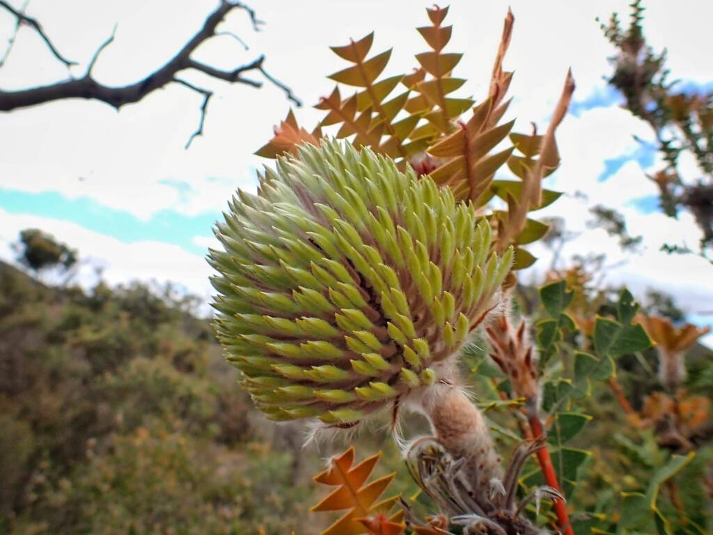 Banksia baxteri (Baxter's Banksia), Stirling Range National Park WA © Terry Dunham