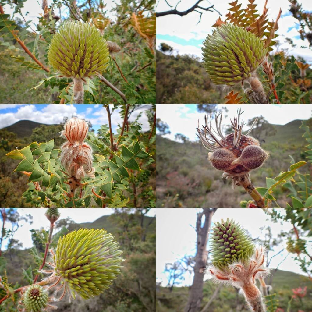 Banksia baxteri (Baxter's Banksia), Stirling Range National Park WA © Terry Dunham