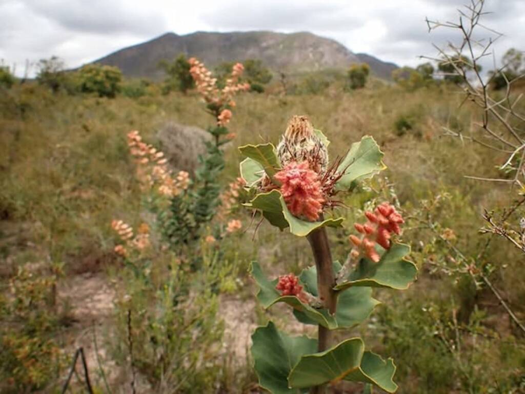 Banksia coccinea (Scarlet Banksia), Stirling Range National Park WA © Terry Dunham