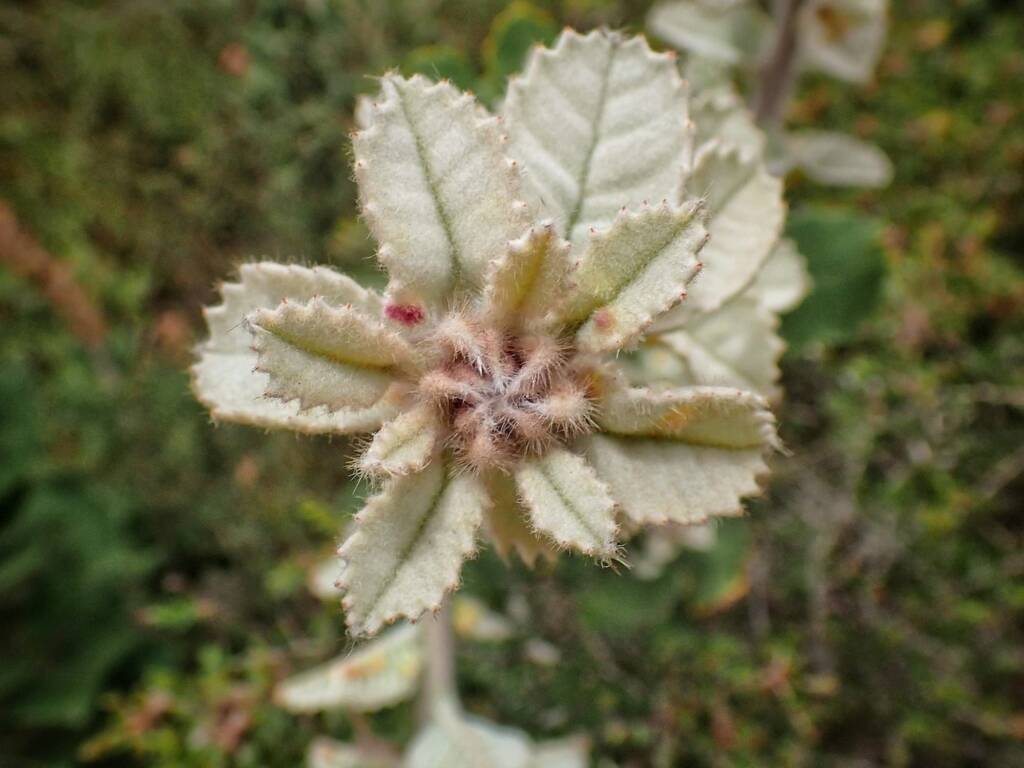 Banksia coccinea (Scarlet Banksia), Stirling Range National Park WA © Terry Dunham