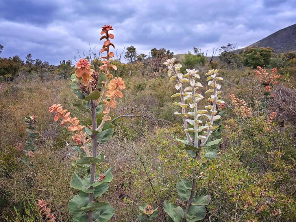 Banksia coccinea (Scarlet Banksia), Stirling Range National Park WA © Terry Dunham