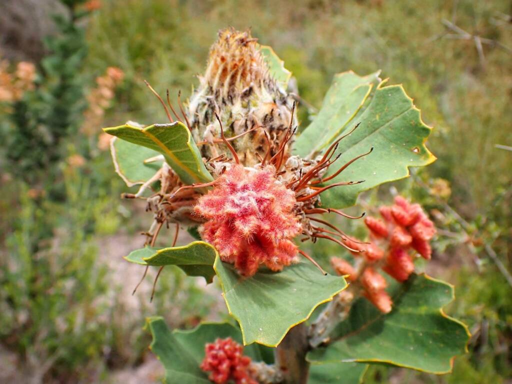 Banksia coccinea (Scarlet Banksia), Stirling Range National Park WA © Terry Dunham