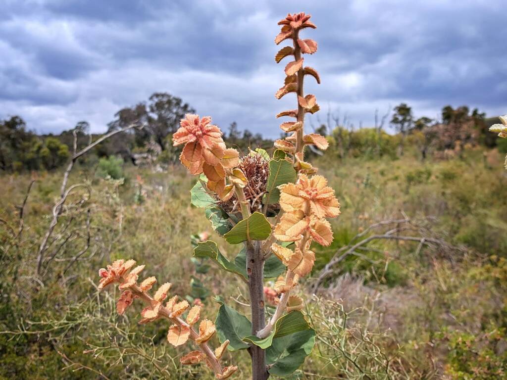 Banksia coccinea (Scarlet Banksia), Stirling Range National Park WA © Terry Dunham