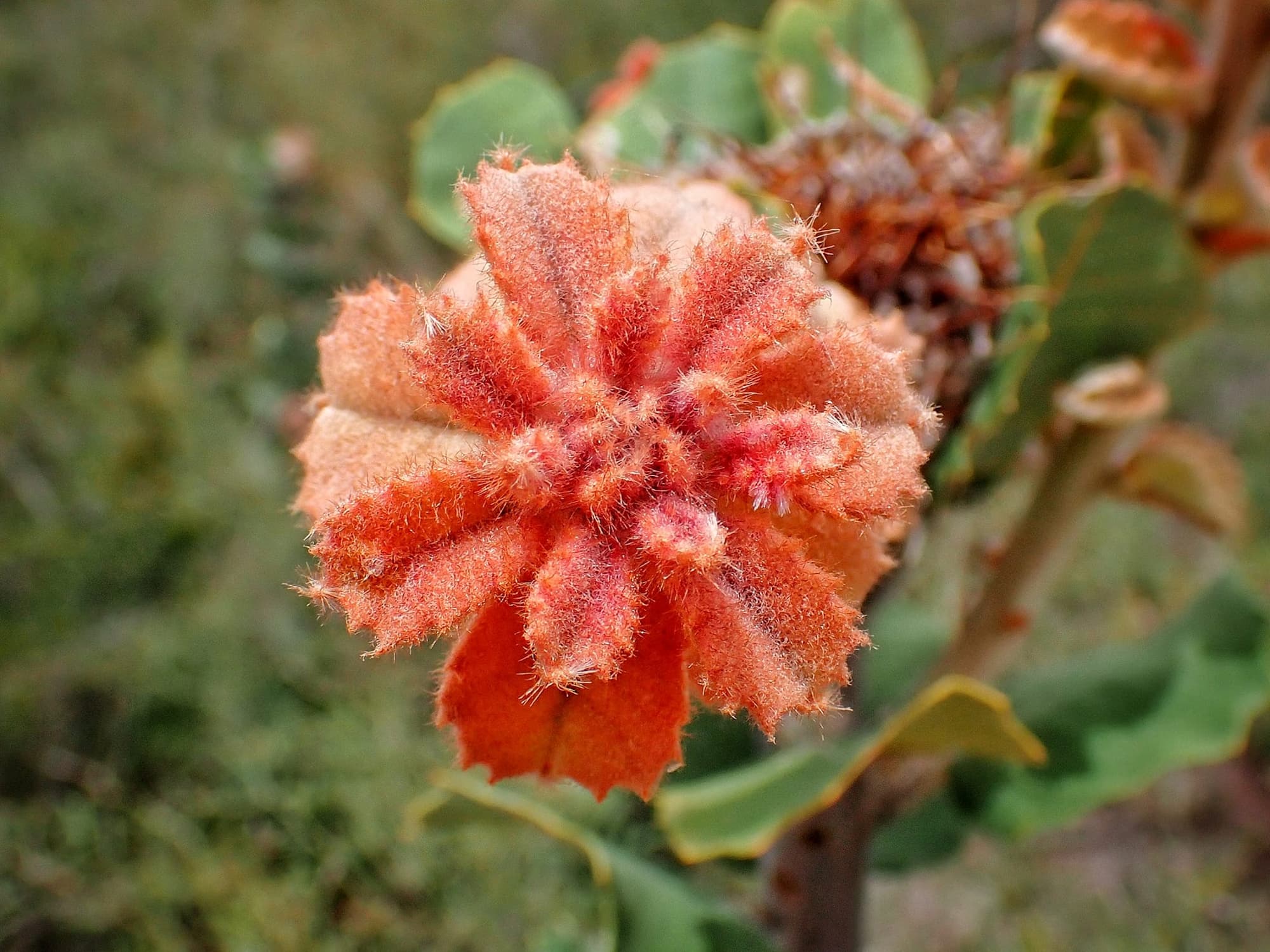 Banksia coccinea (Scarlet Banksia), Stirling Range National Park WA © Terry Dunham