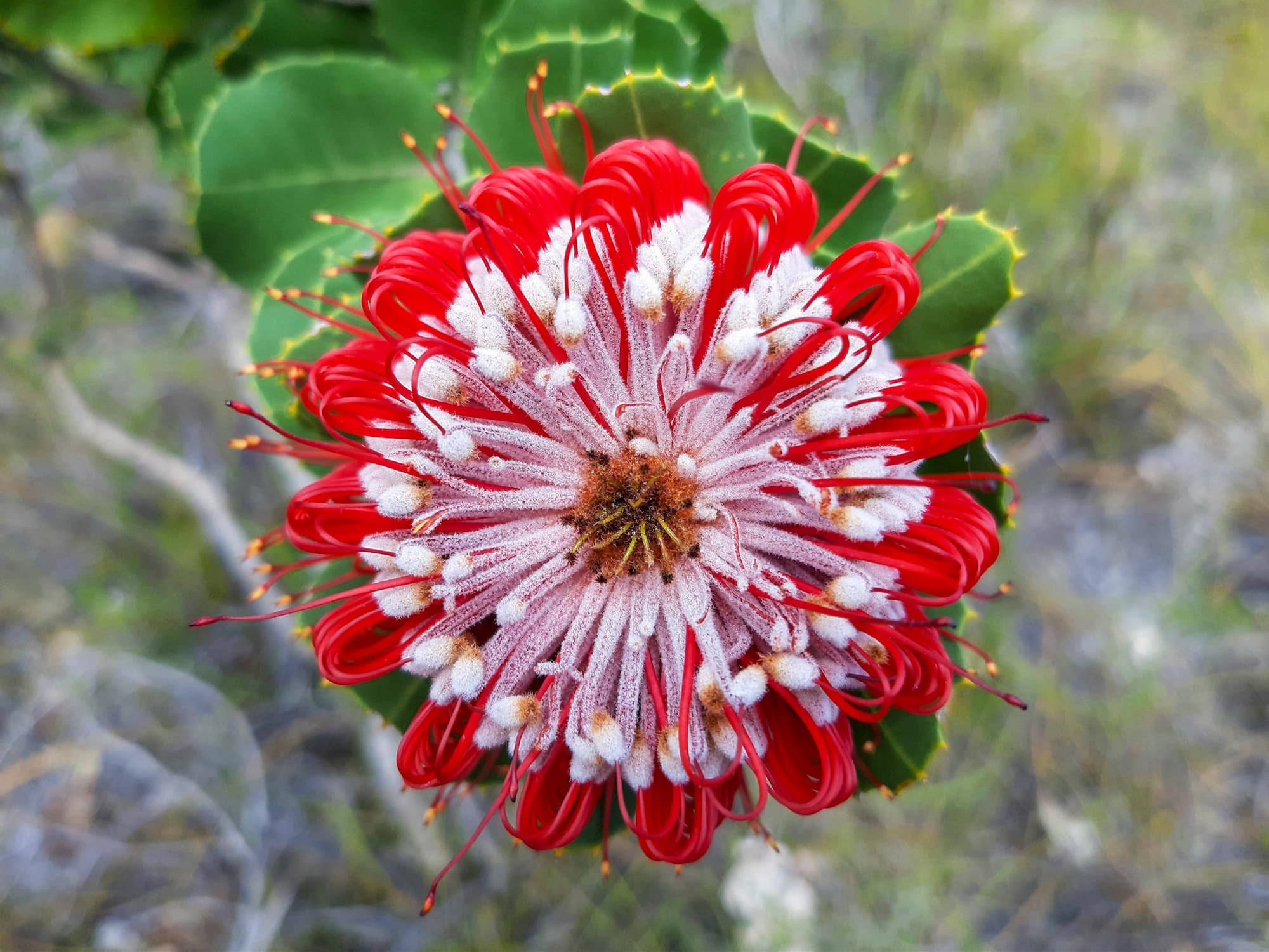 Banksia coccinea (Scarlet Banksia), Albany area WA © Terry Dunham