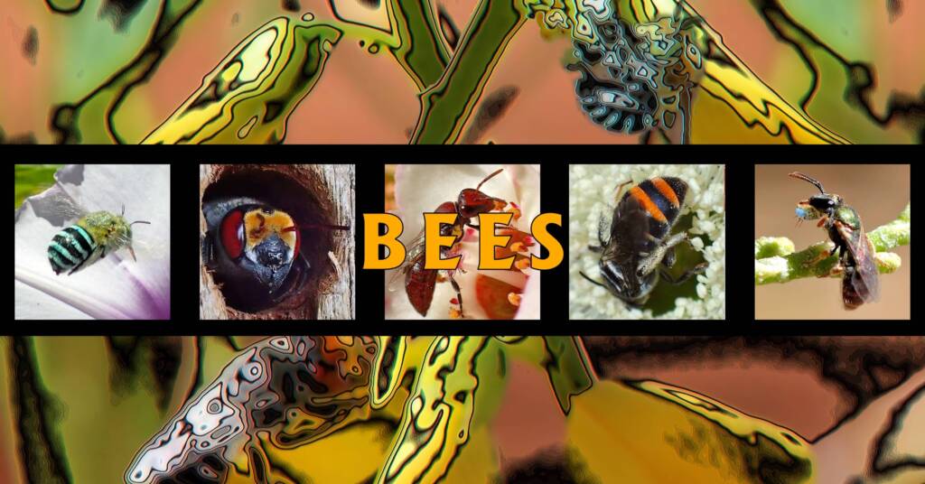 Bees - Ausemade filmstrip