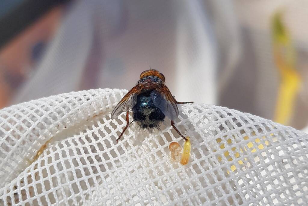 Bristle Fly (family Tachinidae, genus Microtropesa), Alice Springs NT