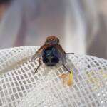 Bristle Fly (family Tachinidae, genus Microtropesa), Alice Springs NT