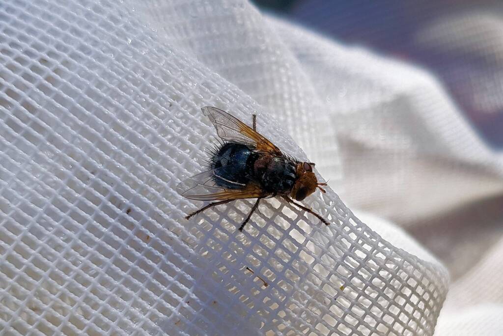 Bristle Fly (family Tachinidae, genus Microtropesa), Alice Springs NT