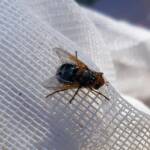 Bristle Fly (family Tachinidae, genus Microtropesa), Alice Springs NT