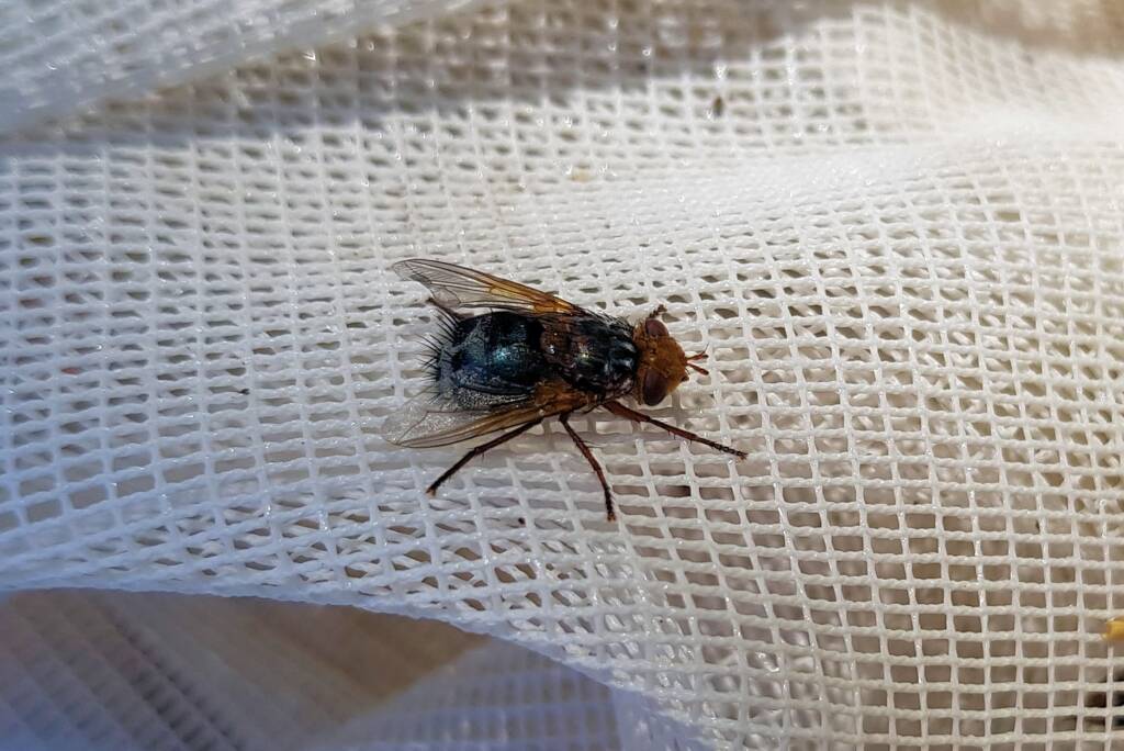 Bristle Fly (family Tachinidae, genus Microtropesa), Alice Springs NT