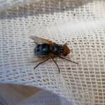 Bristle Fly (family Tachinidae, genus Microtropesa), Alice Springs NT