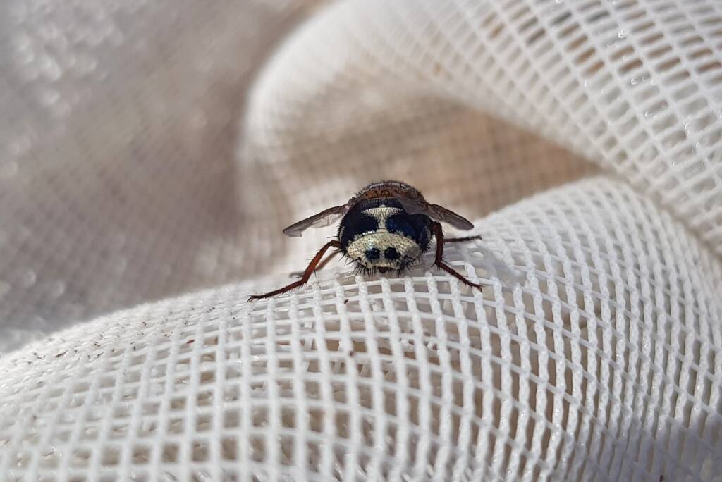 Bristle Fly (family Tachinidae, genus Microtropesa), Alice Springs NT