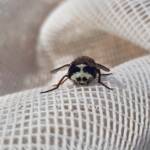 Bristle Fly (family Tachinidae, genus Microtropesa), Alice Springs NT