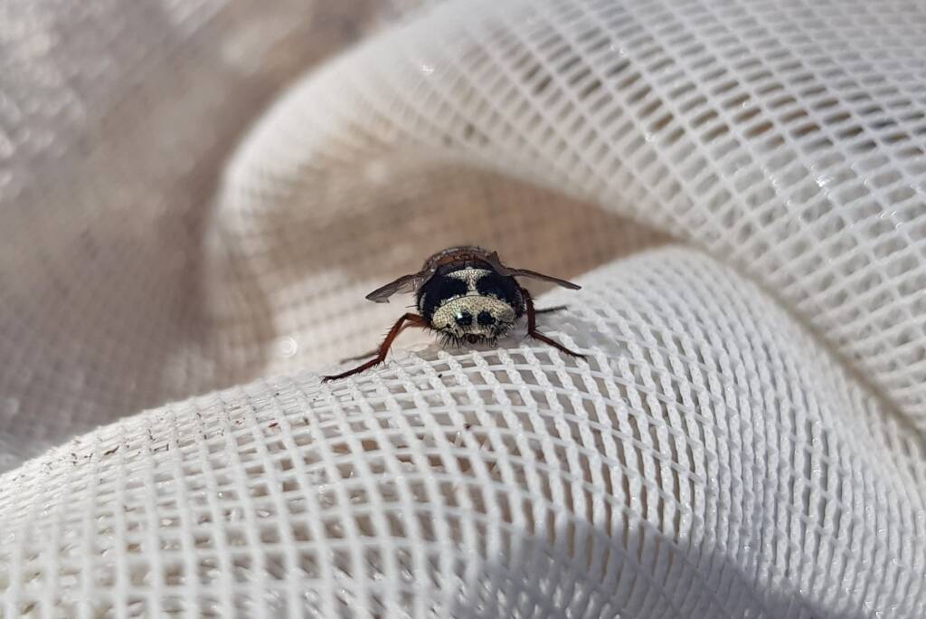 Bristle Fly (family Tachinidae, genus Microtropesa), Alice Springs NT