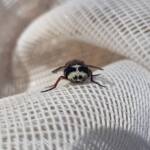 Bristle Fly (family Tachinidae, genus Microtropesa), Alice Springs NT