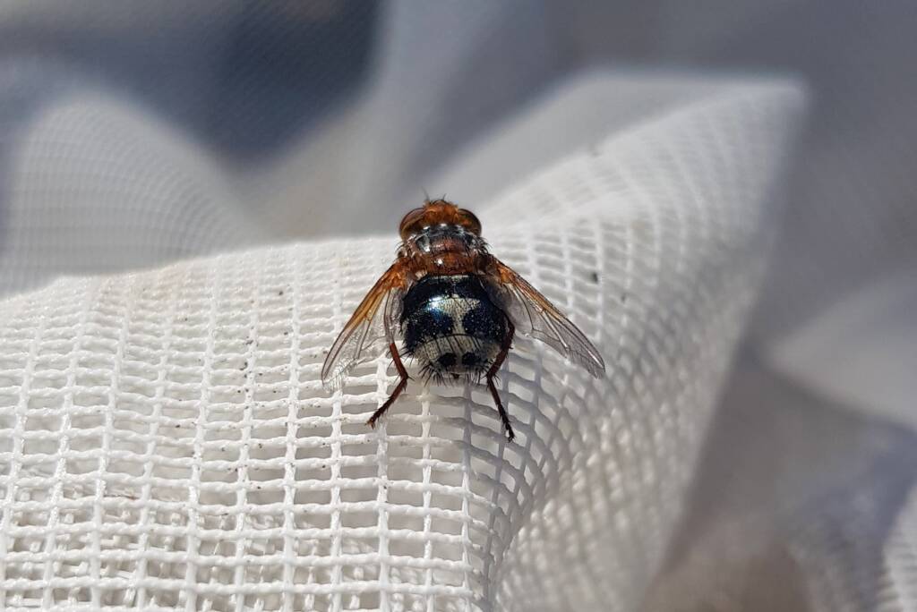 Bristle Fly (family Tachinidae, genus Microtropesa), Alice Springs NT
