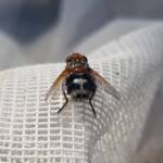 Bristle Fly (family Tachinidae, genus Microtropesa), Alice Springs NT