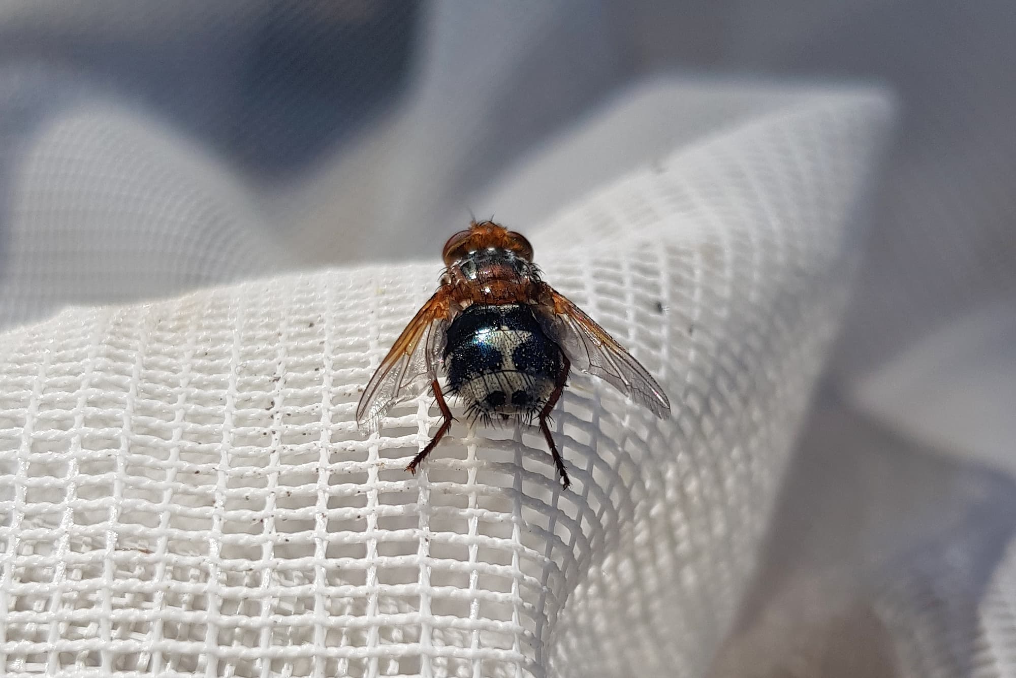 Bristle Fly (family Tachinidae, genus Microtropesa), Alice Springs NT