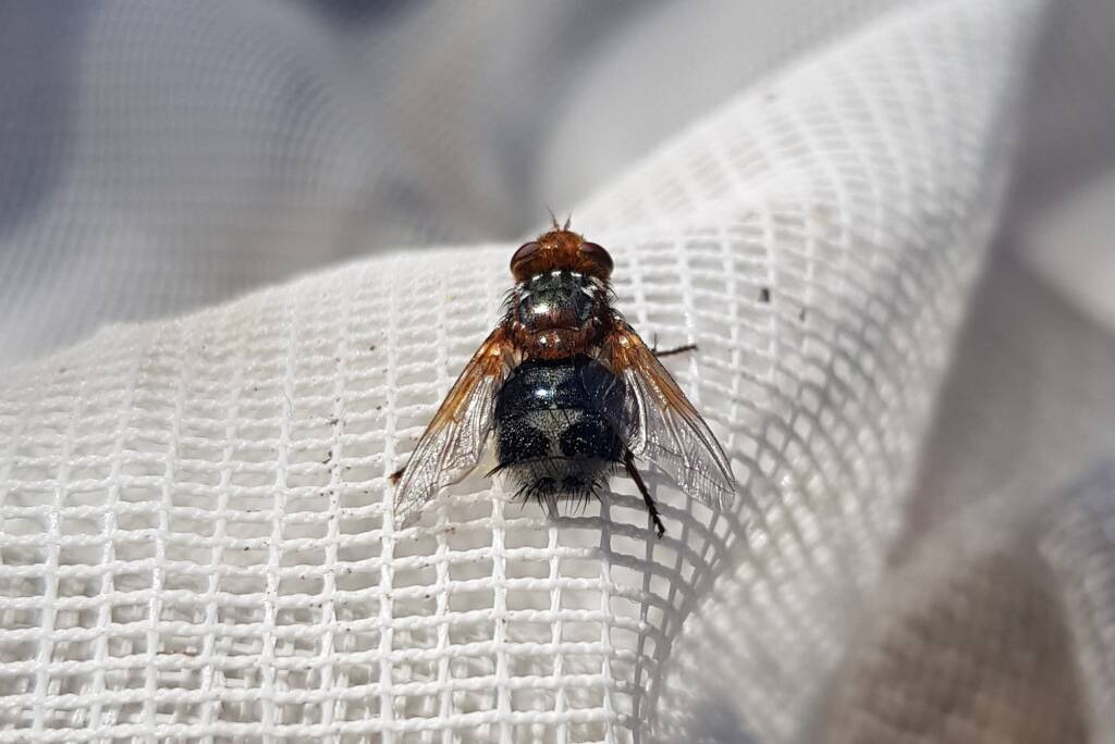 Bristle Fly (family Tachinidae, genus Microtropesa), Alice Springs NT