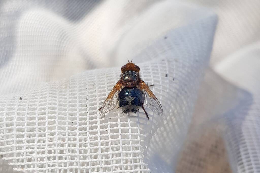 Bristle Fly (family Tachinidae, genus Microtropesa), Alice Springs NT