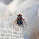 Bristle Fly (family Tachinidae, genus Microtropesa), Alice Springs NT