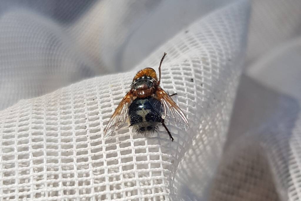Bristle Fly (family Tachinidae, genus Microtropesa), Alice Springs NT