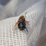 Bristle Fly (family Tachinidae, genus Microtropesa), Alice Springs NT