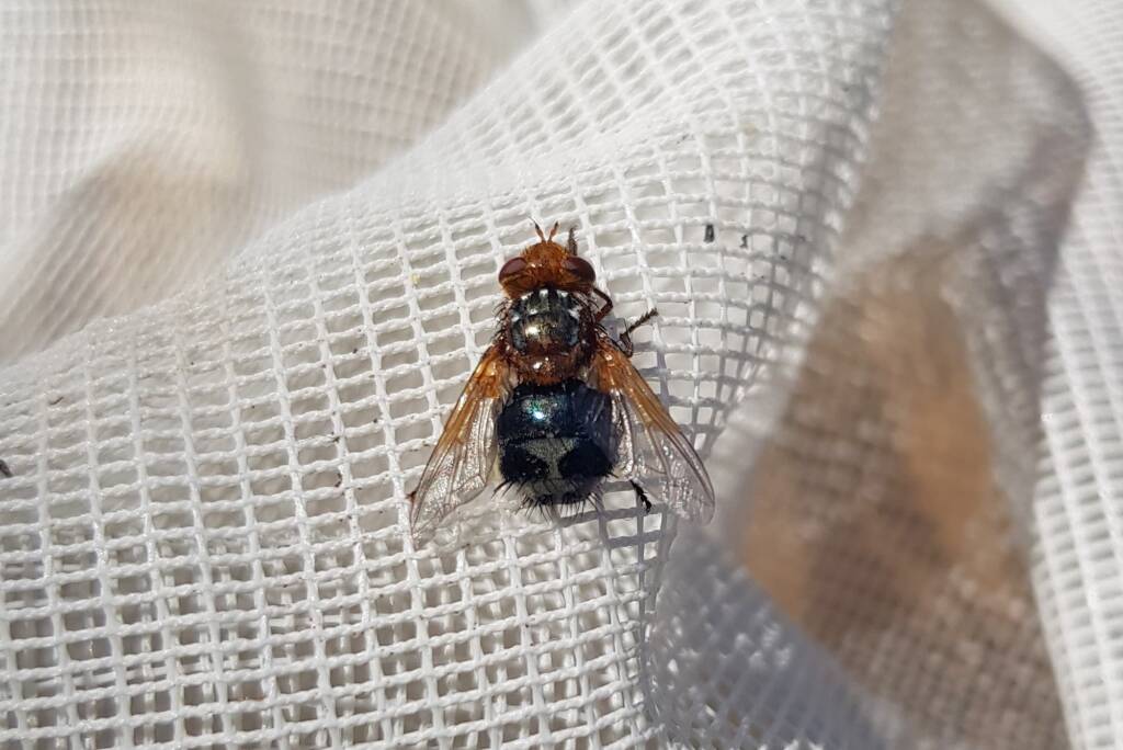 Bristle Fly (family Tachinidae, genus Microtropesa), Alice Springs NT