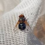 Bristle Fly (family Tachinidae, genus Microtropesa), Alice Springs NT