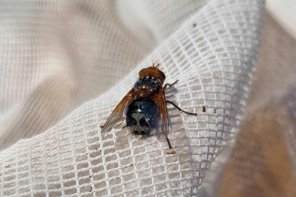 Bristle Fly (family Tachinidae, genus Microtropesa), Alice Springs NT