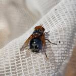 Bristle Fly (family Tachinidae, genus Microtropesa), Alice Springs NT