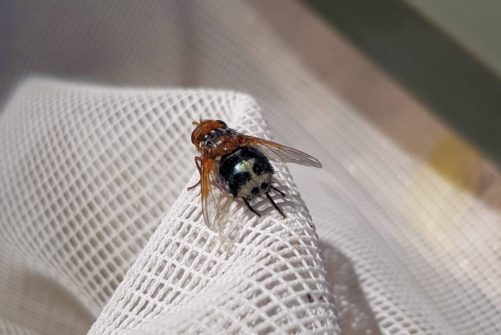 Bristle Fly (family Tachinidae, genus Microtropesa), Alice Springs NT